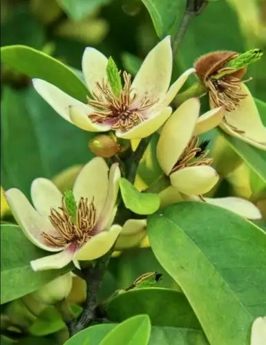 一树含笑香煞人