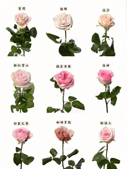 百利信玫瑰合集一