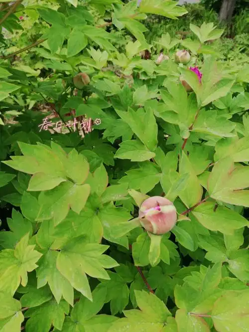 本来还说这些天坚持拍一组牡丹花开花过程的照片  结果中间一天没拍