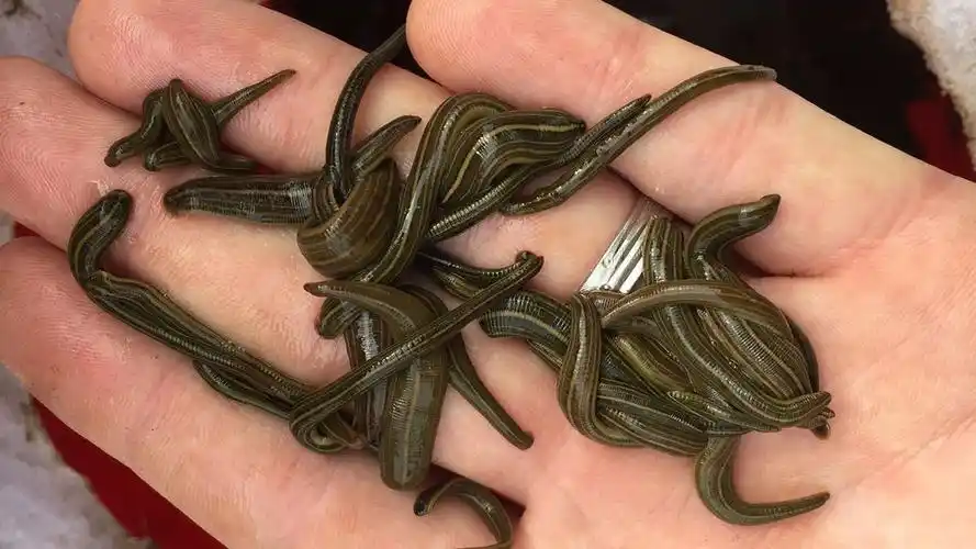 水蛭的使用方法