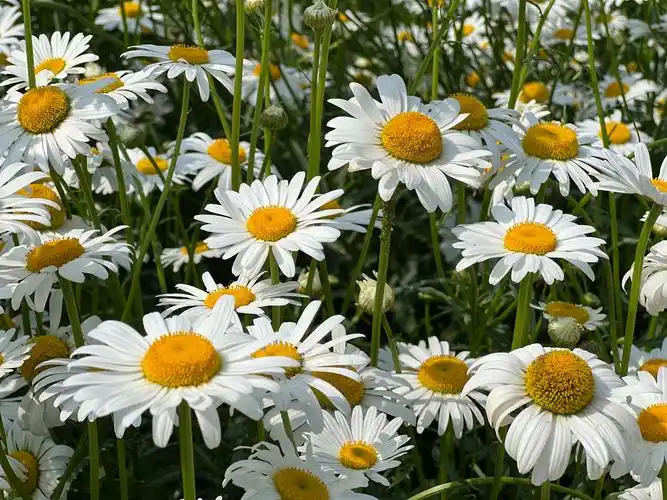 图说丨雏菊盛开,白色花海美不胜收