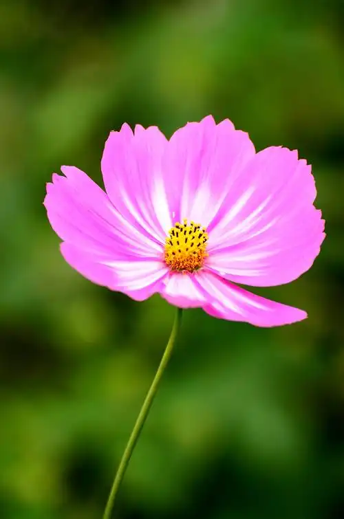 秋分当日拍的一组格桑花