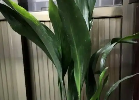 一叶青叶子发黄怎么办-植物说