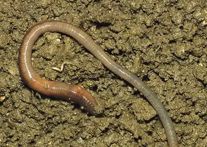 白颈蚯蚓的故事 - 中药传说 - 国医小镇