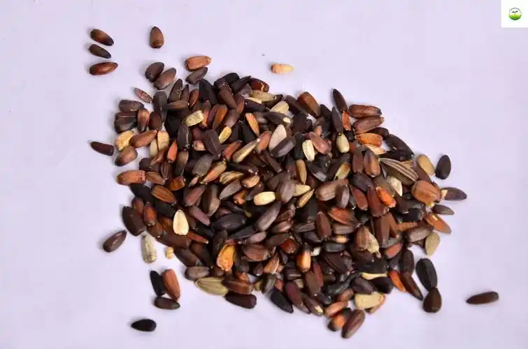 观赏向日葵种子高产食用向日葵种籽油葵种子盆栽庭院花籽