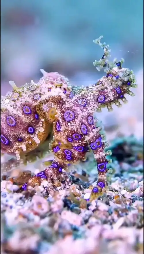 海底世界 海洋生物 海洋奇妙之旅