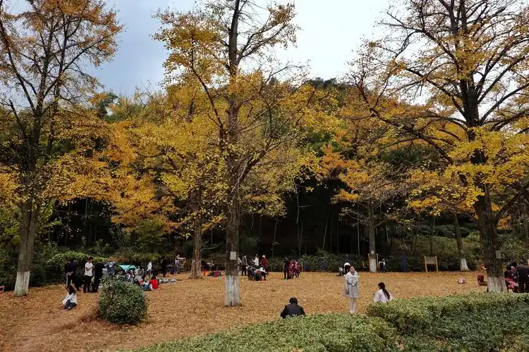 浙江长兴十里古银杏长廊