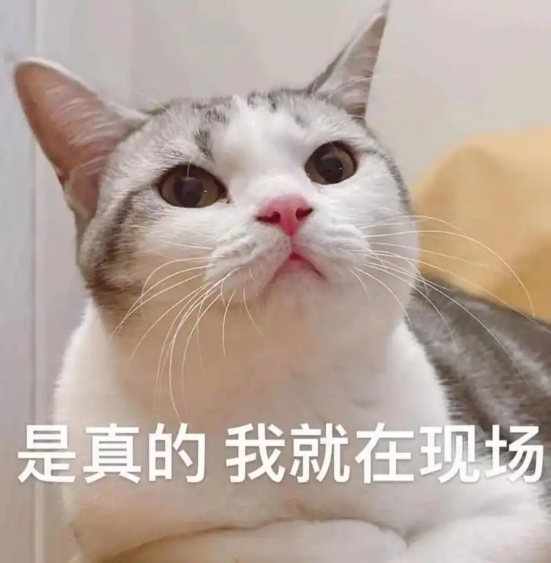 笑死 群里一本正经忽悠 妹妹的表情包真好用 一本正经胡说八道系列 是