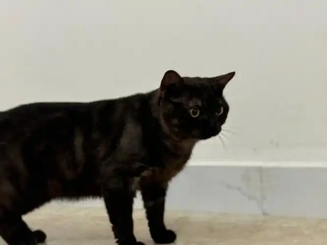 萌宠集中营##美短##美国短毛猫##广州美短猫舍