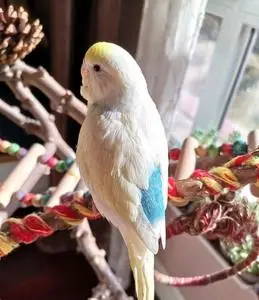 特色金彩虎皮鹦鹉活体手养亲人鸟,最好自提