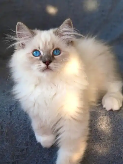 山猫纹手套布偶猫猫届大佬