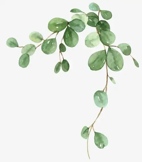 卡通手绘绿箩吊兰