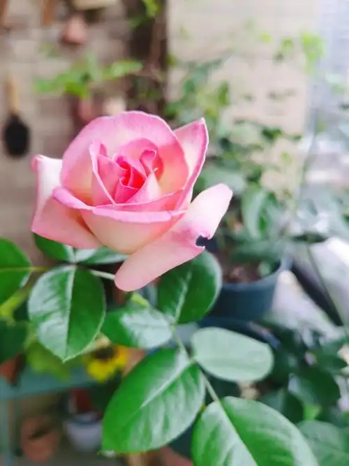 阳台月季  #摩纳哥公主  #摩纳哥公主月季