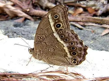 neope muirheadi nagasawae