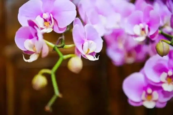 34个省市34种省花34首诗词你的家乡是什么花