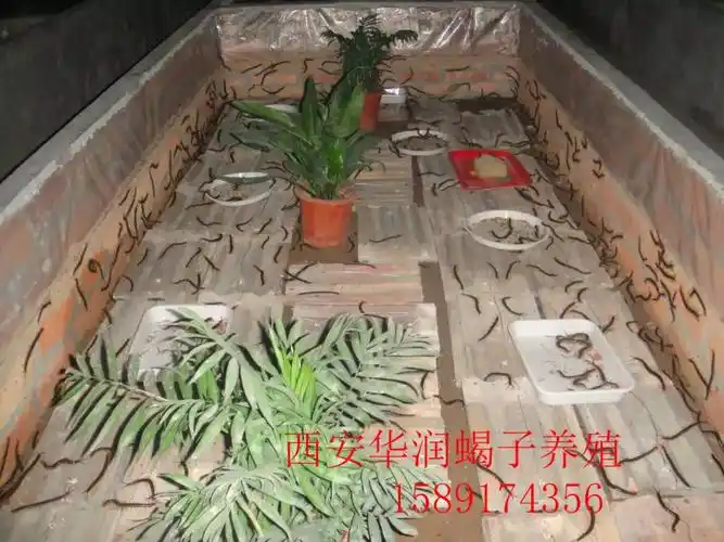 大同陕西蝎子养殖大棚养殖蝎子蝎子养殖基地