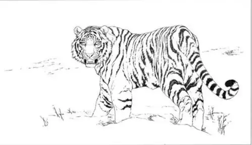 白描《老虎》手稿