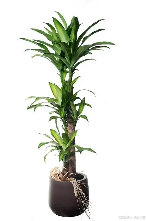 巴西木的养殖方法和注意事项