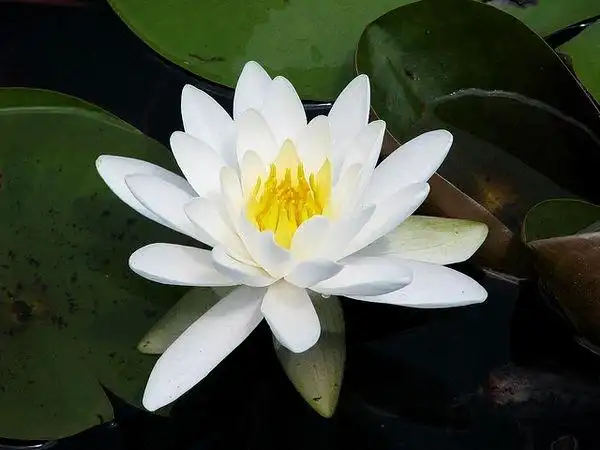 埃及国花:白睡莲