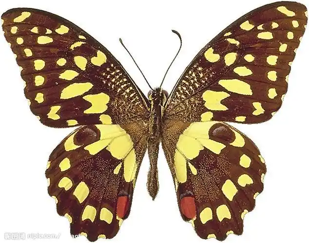 无尾凤蝶 chequered swallowtail