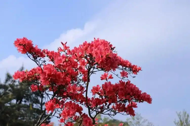 久等了磐安万亩杜鹃怒放来约