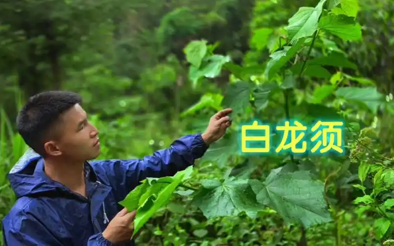 白龙须的功效与作用(白龙须功效揭秘:祛痘,美白,抗衰老)