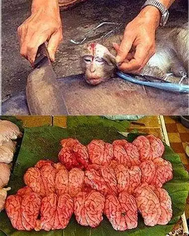 越南吃猴脑清晰版