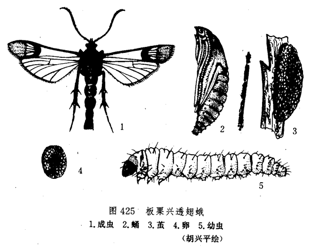 synanthedon castanevora yang et wang