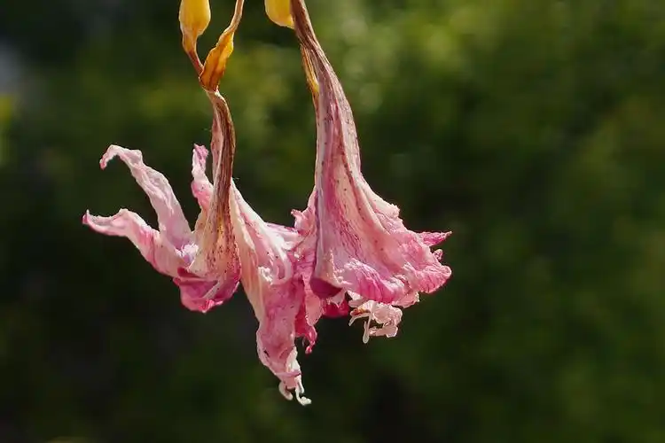 【花开花落摄影图片】生态摄影