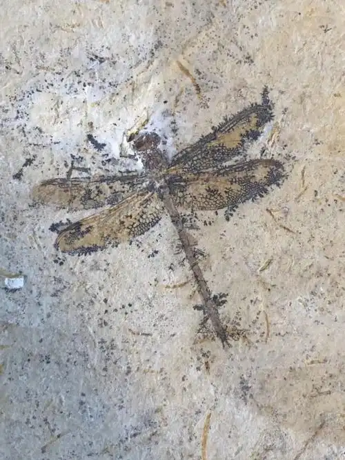 巨型蜻蜓(将近1米的大蜻蜓,地球上已知的有史以来最大的昆虫)