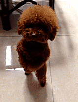 贵宾犬跳舞表演萌gif动图_动态图_表情包下载_soogif