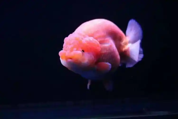 品鉴兰寿被誉为金鱼之王