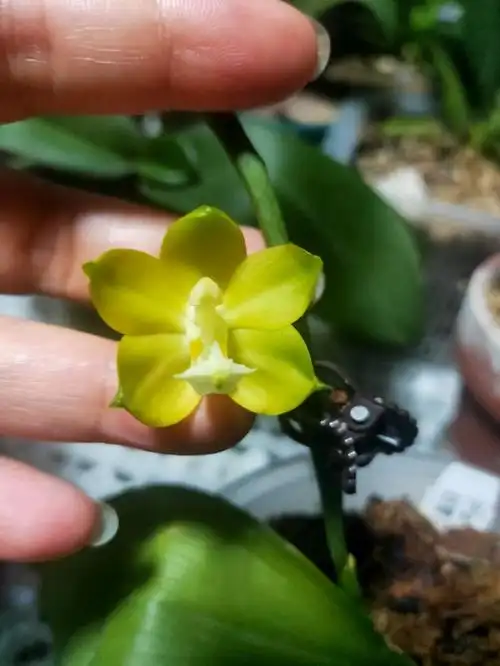 原生种蝴蝶兰——绿宝石