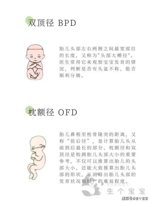 常见b超数据很多胎儿体重计算器也是用的这个原理哦~娃双顶径101mm