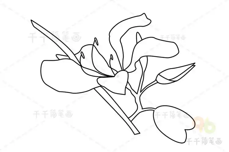 花朵简笔画洋紫荆的画法