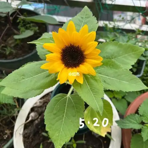 向日葵开花啦!97