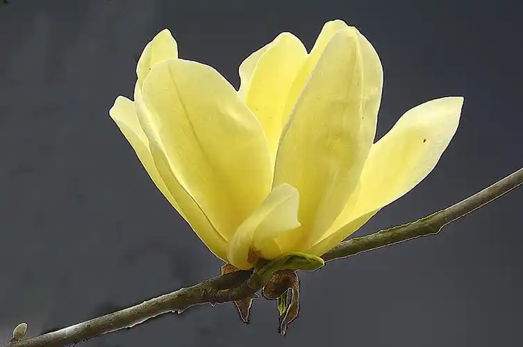 千枝万蕊,富贵无瑕,金黄玉兰花.