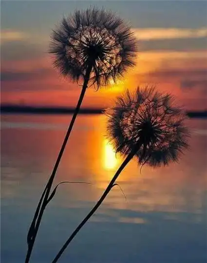 蒲公英陪伴着风mm漫漫飘去唯美意境图片 -唯美图片-唯美图片大全