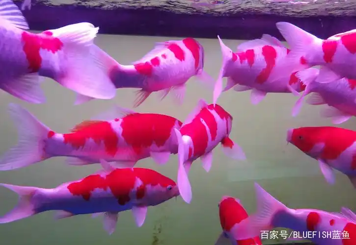 红白锦鲤原创高清照片鉴赏,锦鲤中的精品