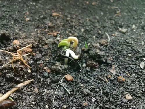 牵牛花种植日记【一】种子发芽了.