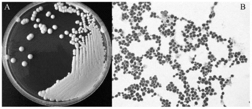 一株冷水鱼益生菌乳酸乳球菌菌株及其用途制造技术