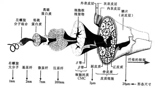 羊毛纤维各层次结构综合示意图(图源:《纺织材料学》,主编:于伟东)