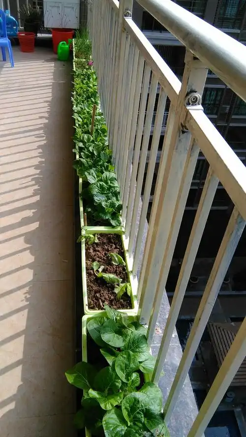 胶箱种菜置阳台