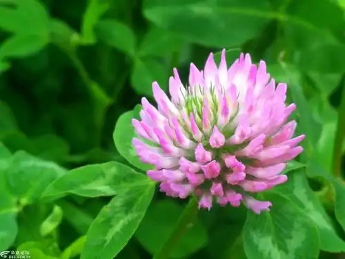 主题:开粉花的三叶草