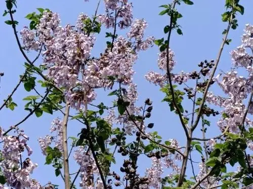 北方路边种的是什么树(北方路边种的是什么树啊)