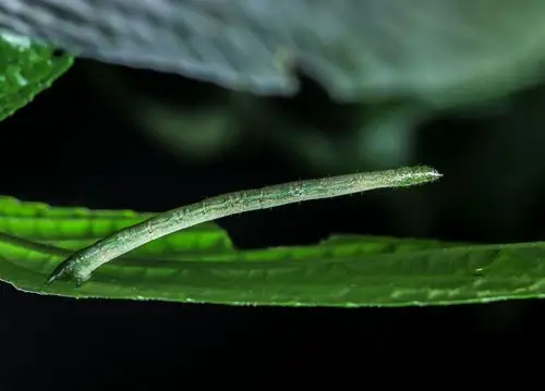 会动的小山果(尺蛾幼虫)