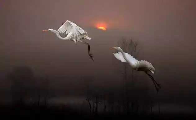 一行白鹭上青天,太美了!