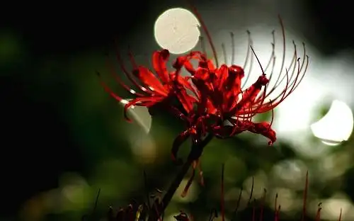 win10鲜花桌面主题下载忘川河边彼岸花曼珠沙华