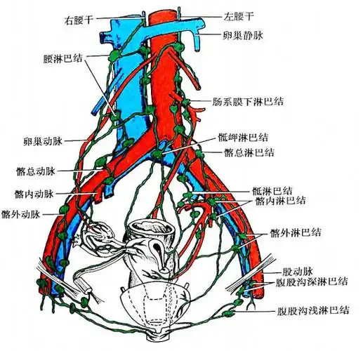 p>腹股沟淋巴结,是位于左,右腹股沟部的浅深淋巴结,分浅,深两群.