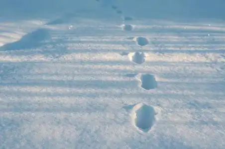 在寒冷的早晨, 在新鲜的雪地上的脚印特写镜头.阿尼马照片
